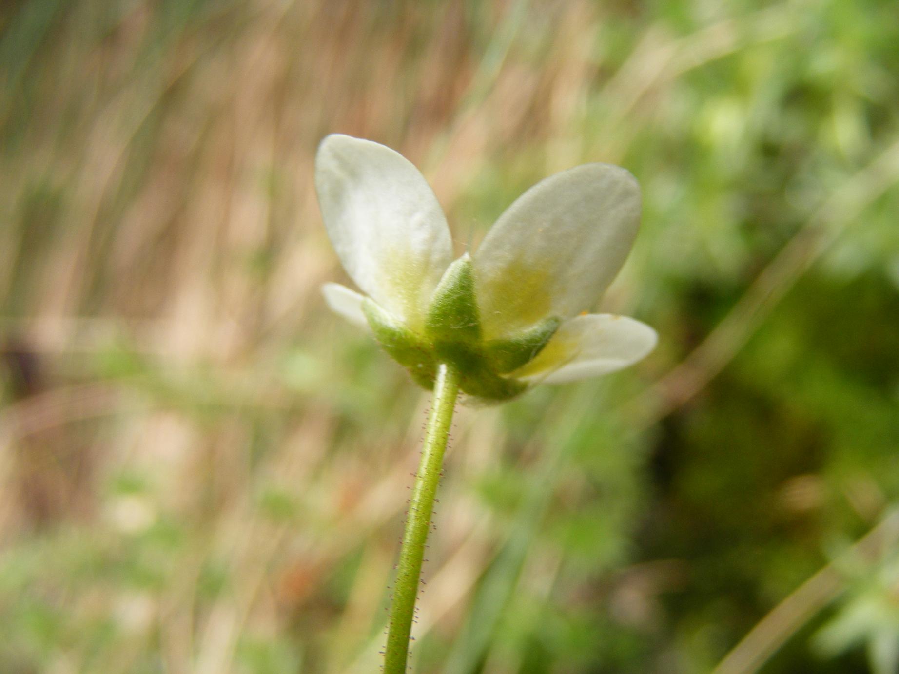 Saxifraga aspera / Sassifraga spinosa